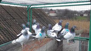 Лучшие высоколетные голуби на племя