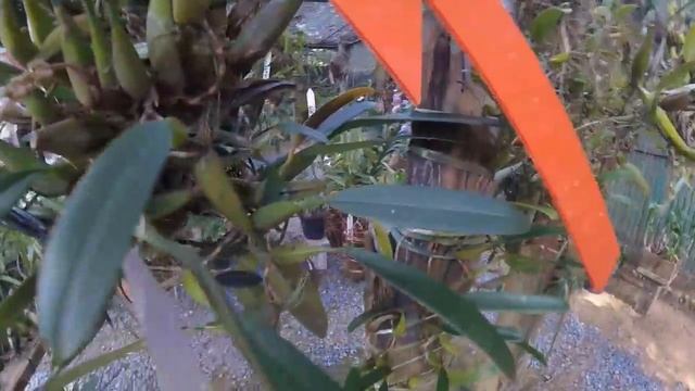 Orchid Garden Khaolak. Парк орхидей на Као Лак природные виды.