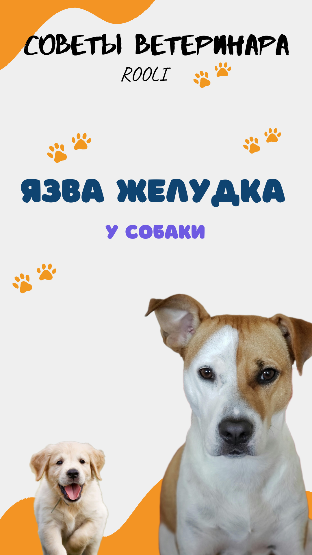 Язва желудка у собаки. Причины, симптомы язвы собак. смотреть онлайн