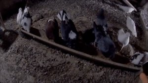 Каких голубей завести новичку? Новичок,каких голубей лучше выбрать? С каких начать, выбор породы!??