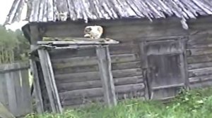 Дневной дозор