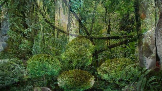 Растения Тайги смотреть онлайн