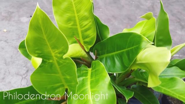Alocasia Silver Nebula, Longiloba Dragon Tooth Czy Philodendron Brandtianum…? PRZYBYŁA NOWA DOSTAWA