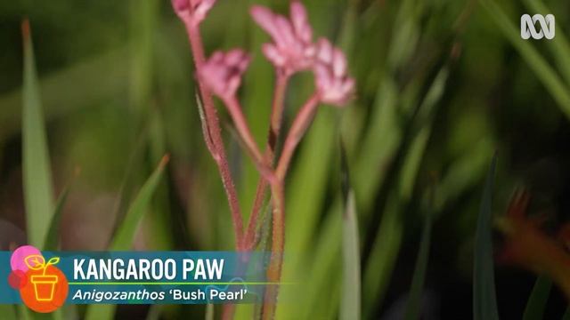 How these plants can add form and texture to your garden | Garden Inspiration | Gardening Australia смотреть онлайн