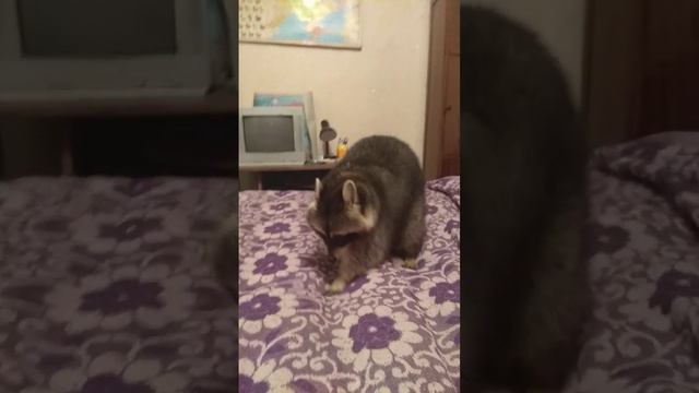 Енотиха Бэлла развивает мелкую моторику смотреть онлайн