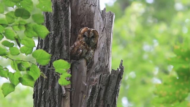 Серые неясыти