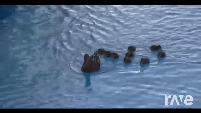 RAMMSTEIN & Утята - Du Hast маленьких утят | RaveDJ смотреть онлайн