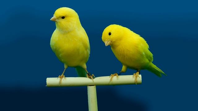 [10 часов] Пение канареек / Canary Sounds