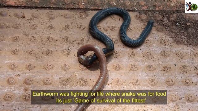 Snake vs Earthworm : Fight for food and Struggle for life смотреть онлайн
