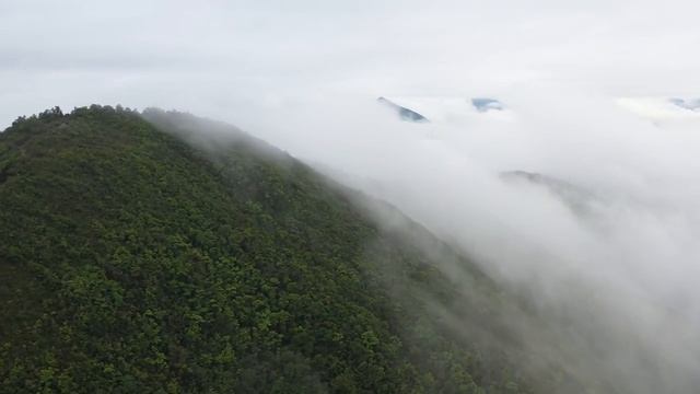 Звуки леса [без музыки] Sounds of the forest [no music] Пчелы День в лесу смотреть онлайн