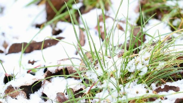 3 ноября. Илларионов день. смотреть онлайн