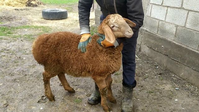 Кочкорик от Каштана 