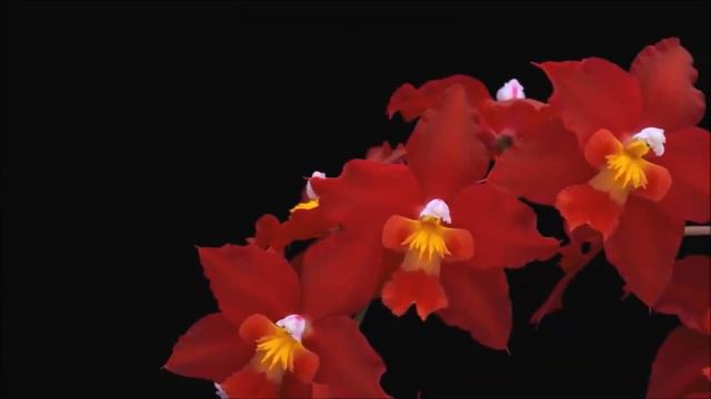 PINAKAMAGANDANG ORCHIDS SA BUONG MUNDO ICool смотреть онлайн