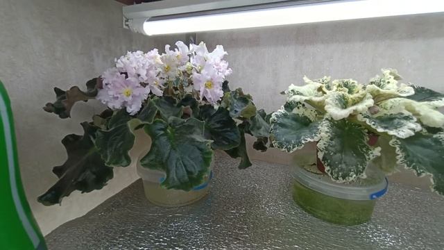 Жизнь на стеллаже. Часть вторая. Растения на дальнем ряду полки. Почему именно они и именно там. смотреть онлайн