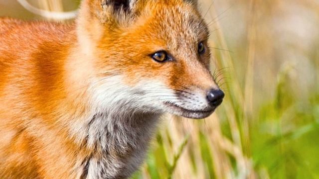 Звук лисы: какие звуки издаёт лиса смотреть онлайн