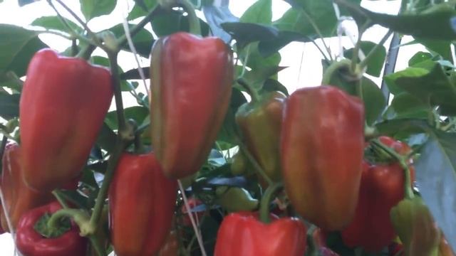 Удобрение Агроплант (AGROPLANT) ! Осторожно мошенники!!! смотреть онлайн