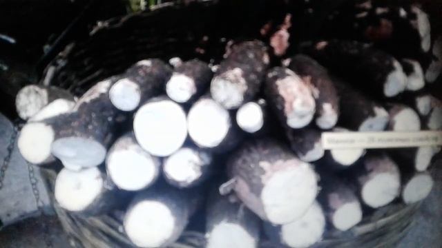 Маниок - лечебные свойства и противопоказания смотреть онлайн