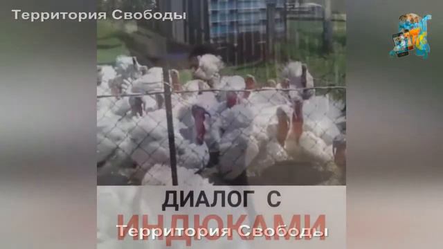 ПРИКОЛЫ 2018 #13 ржака до слез, самые лучшие приколы, только смешные смотреть онлайн