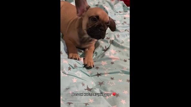 Всем нужен такой друг смотреть онлайн