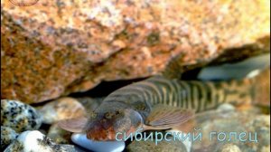 Обитатели Байкала