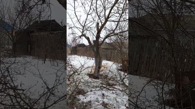 ПИЛИМ СТАРЫЕ ЯБЛОНИ НА ДАЧЕ.. смотреть онлайн