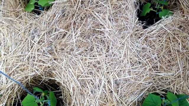 Выращивание огурцов. Делаем первую подкормку после высадки рассады огурцов смотреть онлайн