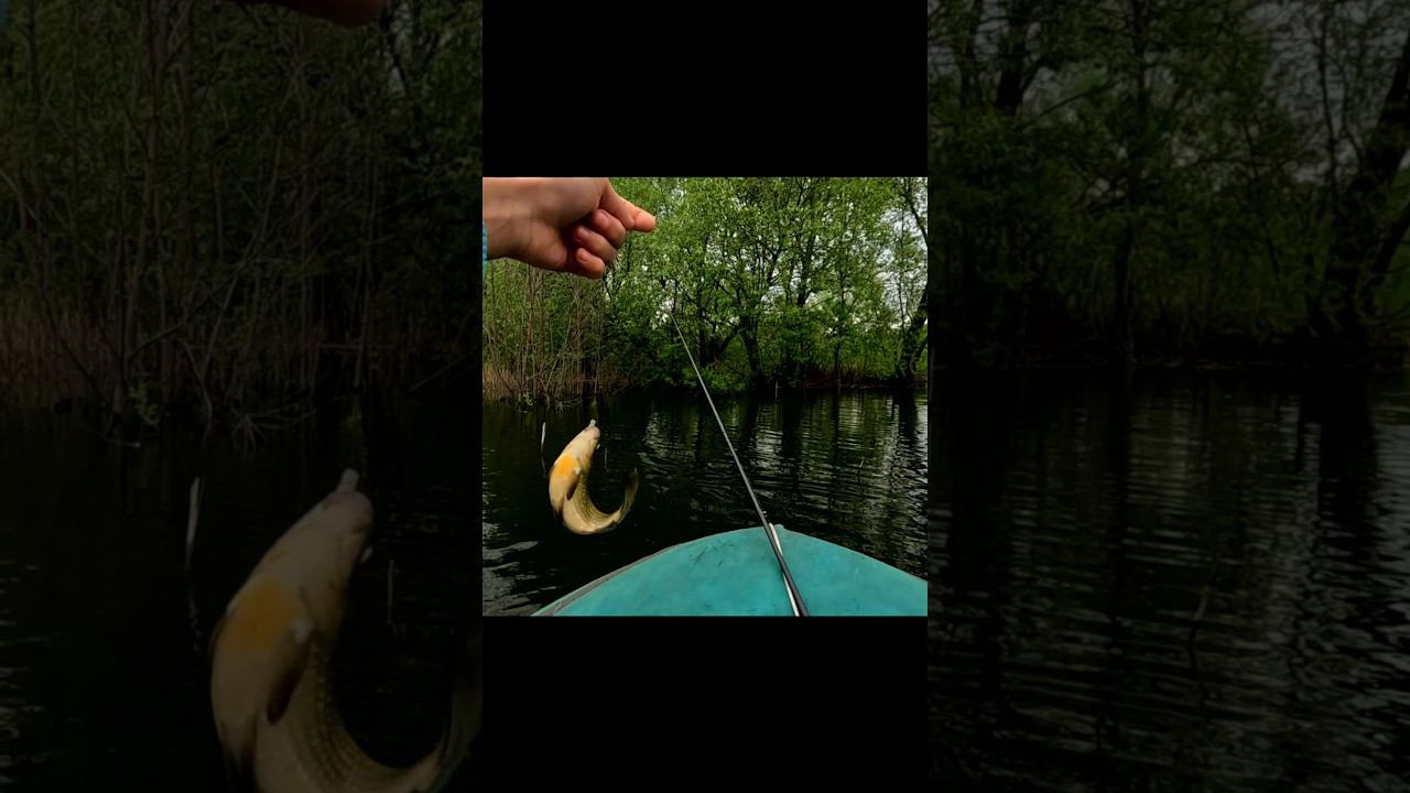 Карась КОИ. #рыбалка #fishing #carpfishing #viral #рыбаки #карп #карась #поплавок #снасти #ловля смотреть онлайн