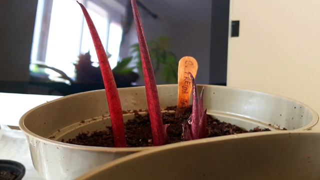 How to grow Caladiums from bulbs (Caladium tubers) смотреть онлайн