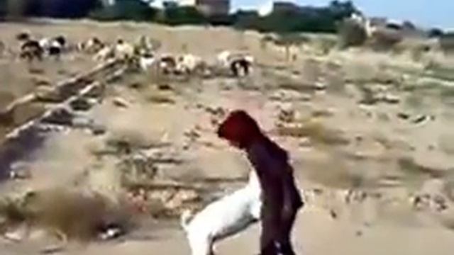 شاه هذ الحضرمي يرقص مع عنز смотреть онлайн