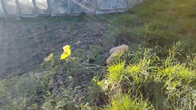 Пересадка клубники.#дача #теплица #огород # смотреть онлайн