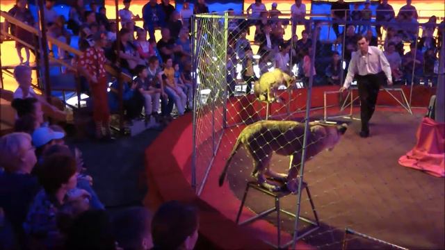 Уральский цирк-шапито(2 отделение).Львицы. смотреть онлайн