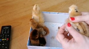 Как определить пол цыплёнка в суточном возрасте.