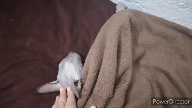 Мой день ,страшная кошка,сделали перестановку . смотреть онлайн