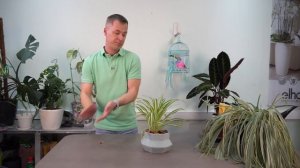 Самое популярное комнатное растение - Хлорофитум!