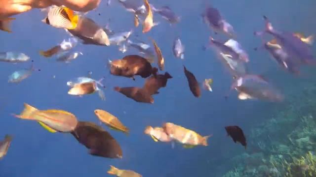 кормежка рыбок у понтона отеля Royal Albatros Moderna 5* Египет Шарм эль шейх 2012