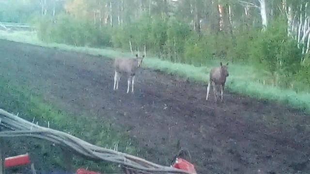 Там чудеса там лоси бродят смотреть онлайн