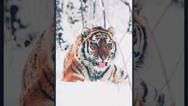 какая ты дикая кошка по знаку задиака🏅🙃(ч.о)