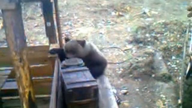 Как приручить медведя смотреть онлайн