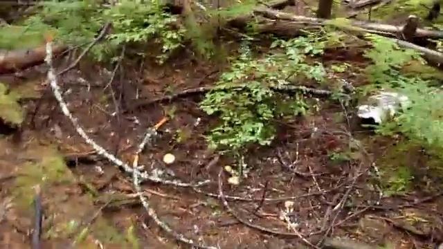 Hunting Gypsy Mushrooms (Cortinarius caperatus = Rozites caperata) in the Cascades смотреть онлайн