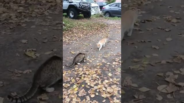Рыжий борзый #shorts #коты смотреть онлайн