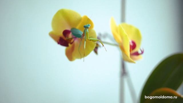 Древесный богомол (Hierodula Sp. Vietnam) - BogomolDoma