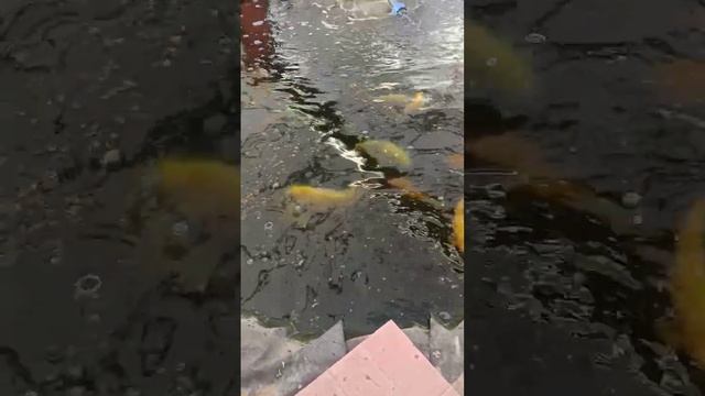 Цветет вода в пруду , когда не работает биозагрузка. Кормление больших рыб карпов кои смотреть онлайн