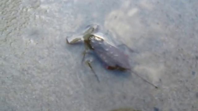 Водяной скорпион (Nepa cinerea) смотреть онлайн