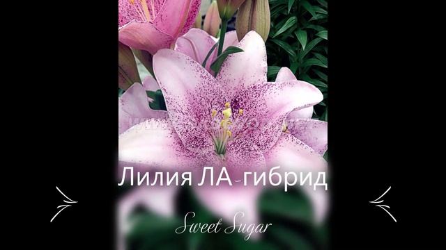 Лилия Donau, Prunotto, Triumphator. Плюсы и минусы. смотреть онлайн