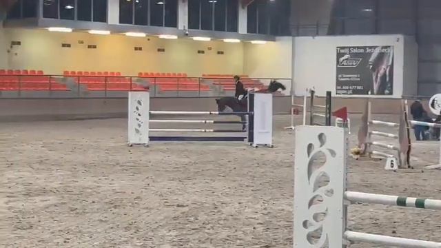 Camelia (Caretino Gold-Concorde) 8yo for sale смотреть онлайн
