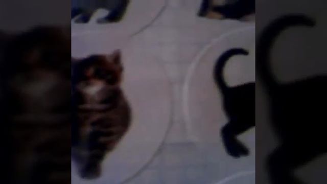 Как воспитать котенка 1 часть смотреть онлайн