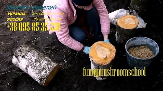 вешенка на пнях на даче, мастерклас funnymushroomschool # 11 смотреть онлайн