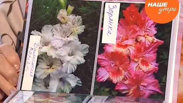 Садовод опытник Анна Подкорытова о различных сортах гладиолусов смотреть онлайн