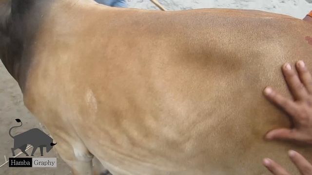 Bhai Koto Nilo 2023 | Gabtoli Gorur Haat 2023 | Big Qurbani Cow Price | Cow Haat Update | Part: 04 смотреть онлайн