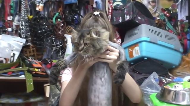 МегаКОТИК ПОДСТРИГСЯ! / стрижка кошек смотреть онлайн